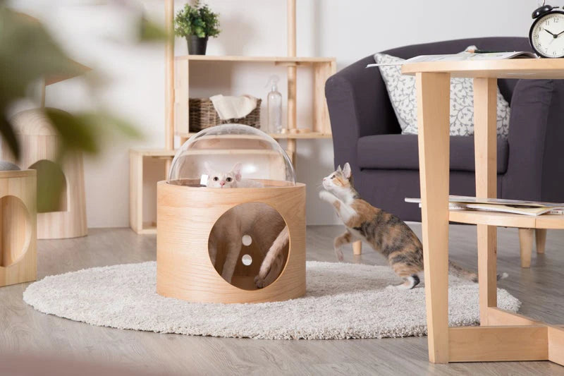PawFlow Perchoir Mural pour Chat – Arbre en Bois, Fixation Murale DIY